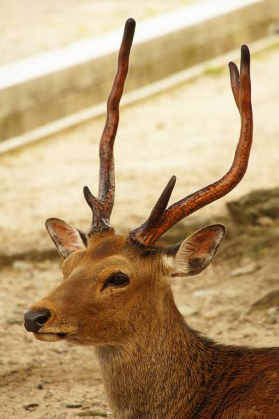 Paniek! Hert richt enorme schade aan in Australisch rouwcentrum