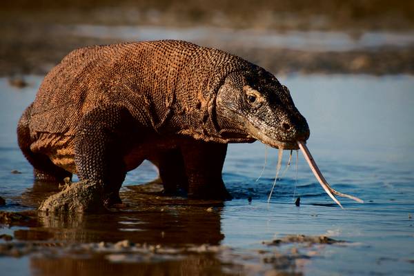 Planet Earth II