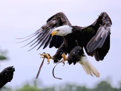 Zeearend Lady Maya vertrekt na ruzie met meeuwen