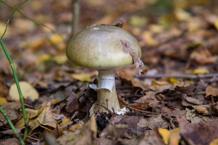 De groene knolamaniet (Amanita phalloides) is één van de giftigste paddenstoelen ter wereld