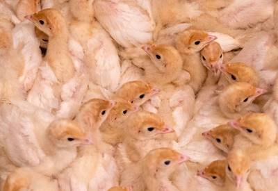 Duitsland verbiedt als eerste land massaslachting van kuikens