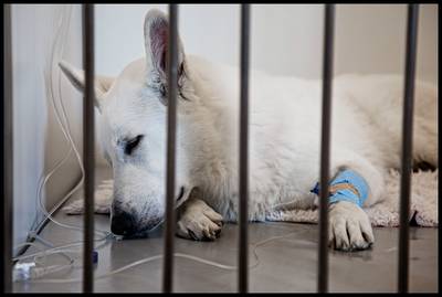 Duitse politie verlost buurt van hels geblaf, één hond dood in diepvries gevonden