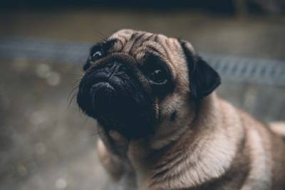 Honden kunnen niet slapen omdat ze net zoals wij piekeren