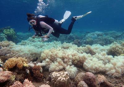 Australië trekt 40 miljoen euro
uit om Great Barrier Reef te redden