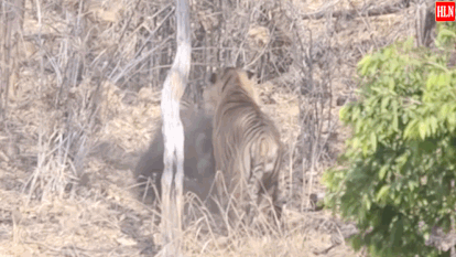 VIDEO: Moederbeer vecht met tijger op leven en dood om jong te beschermen