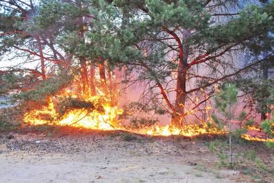 Brandweer heeft kleine bosbrand in Budel snel onder controle