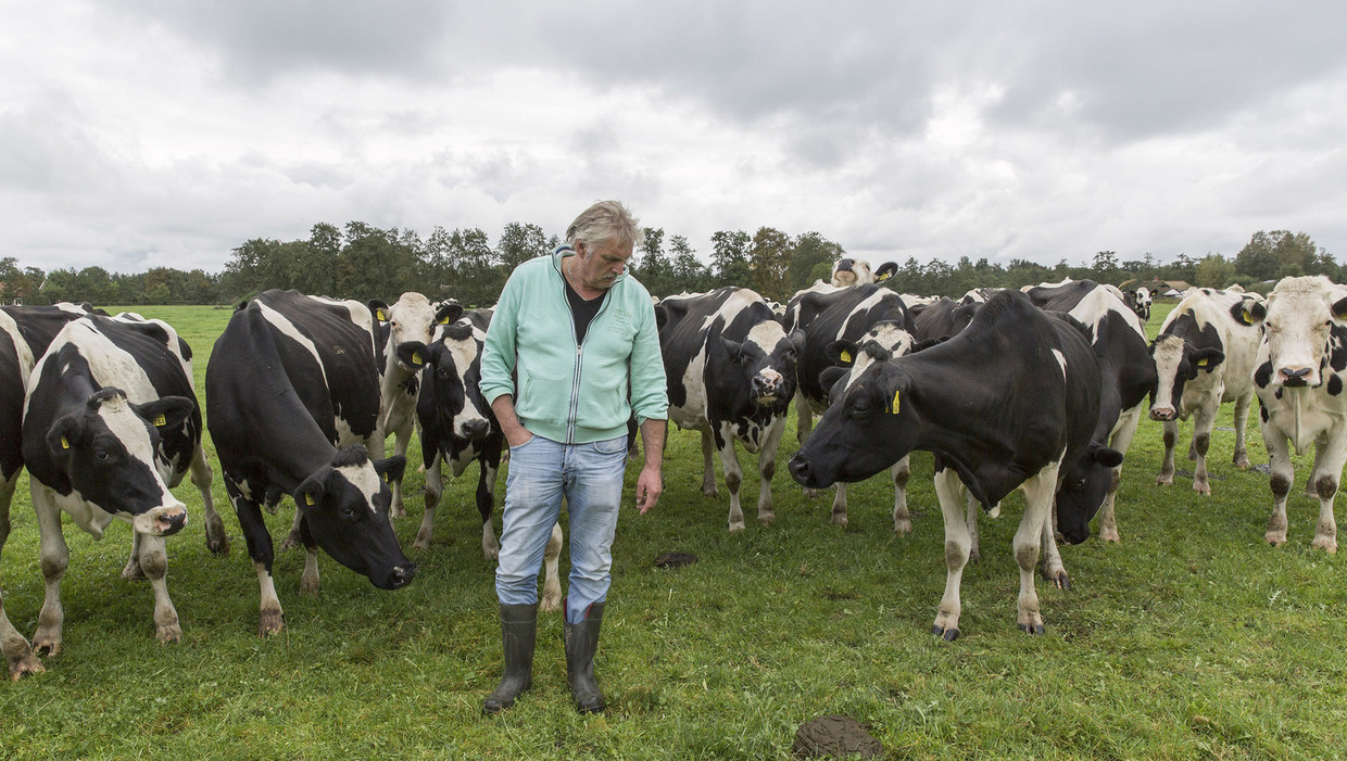 Verwonderlijk De veranderende wereld van de Nederlandse koe | De Volkskrant RS-81
