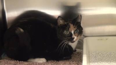 Dodelijke en zeer besmettelijke kattenzieke opgedoken in Zuid-Holland