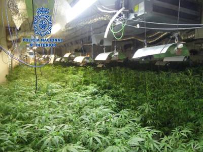 Nederlandse wietteler vast na inval op bedrijventerrein in Barcelona