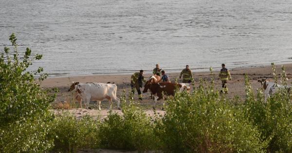 Brandweer redt koe die vastzit in drijfzand