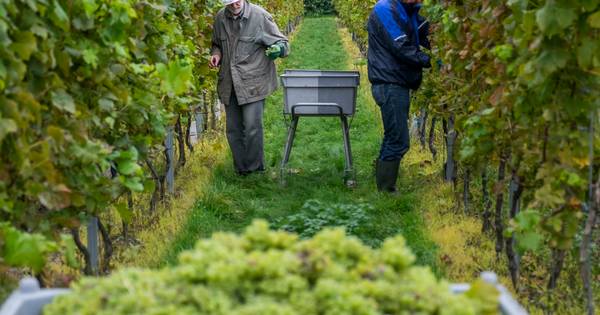 Druivenoogst 2018 Kleine Schorre wordt 'top'