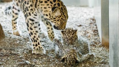 Weense zoo verwelkomt voor het eerst pasgeboren amoerluipaarden