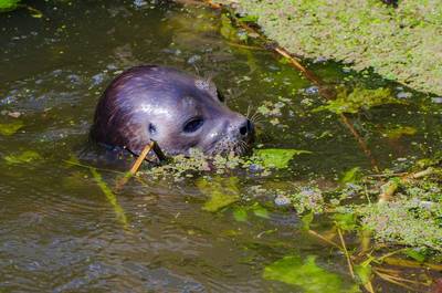 Zeehond trekt weg uit Utrecht en is gespot in jachthaven van Maurik