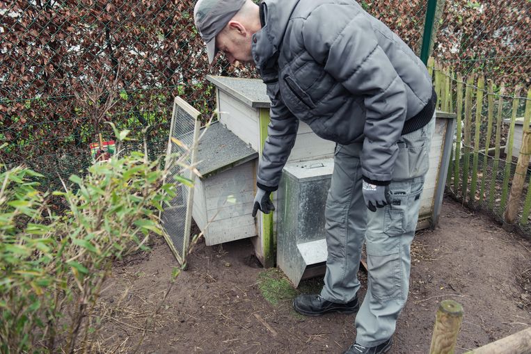 Mens En Dier Geteisterd Door Rattenplaag Mijn Kippen Leggen Zelfs