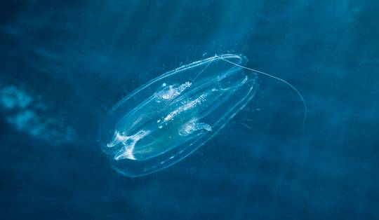 Unieke eigenschap: twee Amerikaanse ribkwallen kunnen samen één lijf vormen