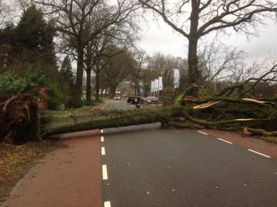 Mogelijk duizenden bomen omgewaaid in Edese bossen
