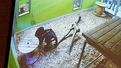 Chimp Marria ontmoet na 13 jaar eindelijk soortgenoot, en het gaat goed