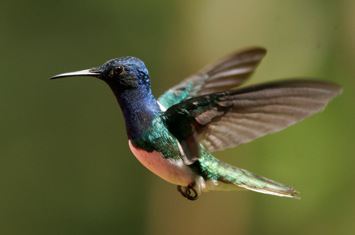Het geheim van kolibrie’s kleurenpracht ontrafeld | Trouw