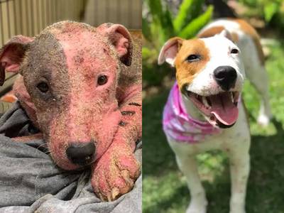 Levend begraven, gruwelijk verminkte hond weer springlevend