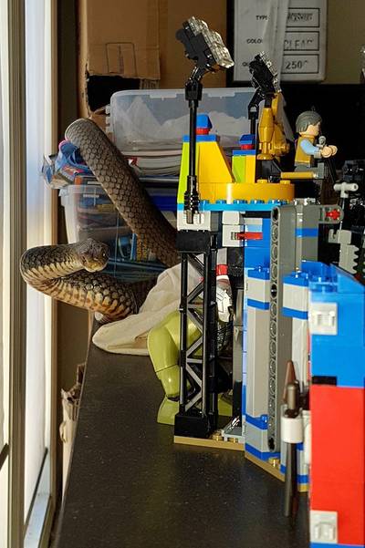 Levensgevaarlijke slang terroriseert LEGO-bouwwerk van jongetje