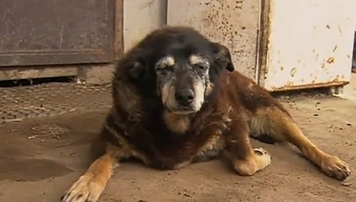 Oudste Hond 30 Ter Wereld Overleden Nieuws Ad Nl