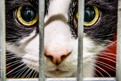 Japanse vrouw sterft door teekziekte van zwerfkat