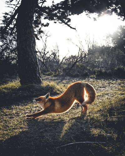 Amsterdamse vos bezorgt Mylène 1,5 miljoen Instagram-likes