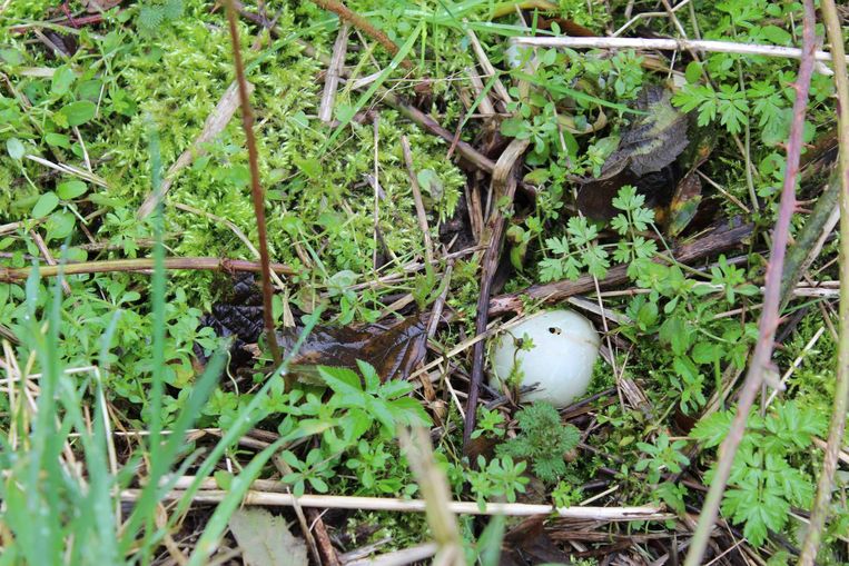 In de buurt werden ook open gebeten eieren gevonden. Dat kan wijzen op vergiftiging.
