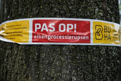 Terrein Down The Rabit Hole zo goed als vrij van processierups