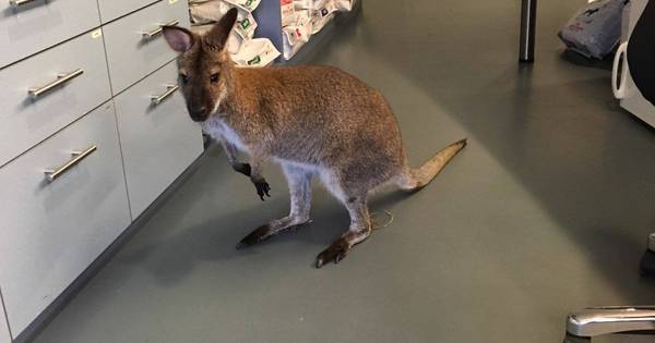 Bijzondere 'patiënt' bij dierenkliniek in Den Ham | Twenterand - Tubantia
