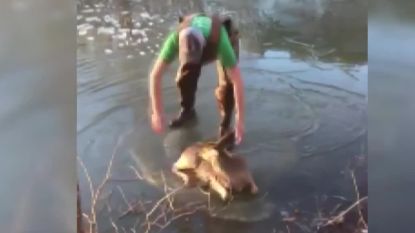 Deze tiener trotseert vriestemperaturen om hertje dat in ijs vastzit te redden