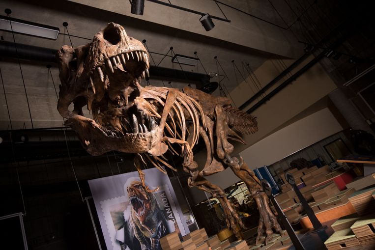 Scotty, de grootste tyrannosaurus rex ter wereld.