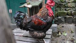 Haan pikt vrouw (76) dood die eieren komt rapen in kippenren 