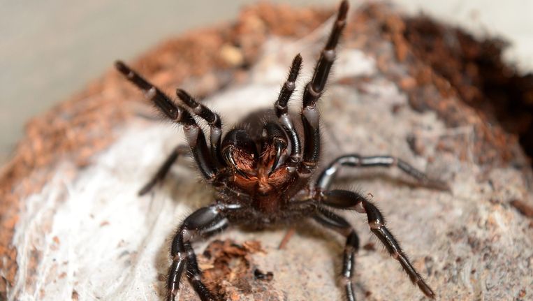 Dertien nieuwe spinnensoorten ontdekt in noorden Australië - Volkskrant