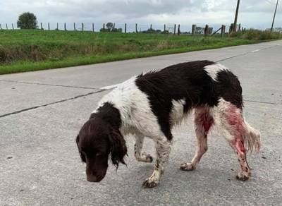 Hond met schotwonden gevonden bij Franse grens: ‘Vermoedelijk weggejaagd door jagers’