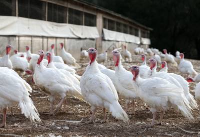 Verenigd Koninkrijk slacht 10.000 kalkoenen na uitbraak van vogelgriep