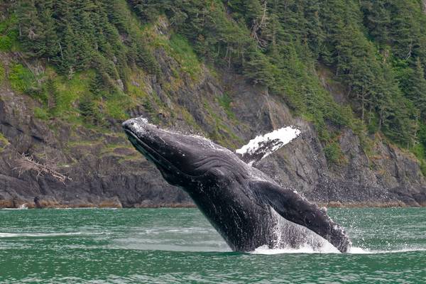 Alaska: Earth's Frozen Kingdom