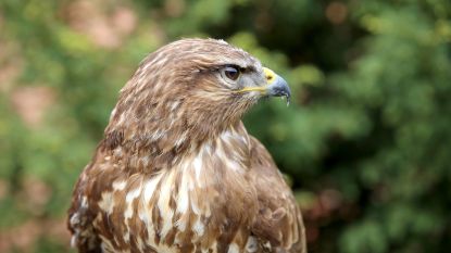 Politie waarschuwt joggers voor aanvallende buizerd