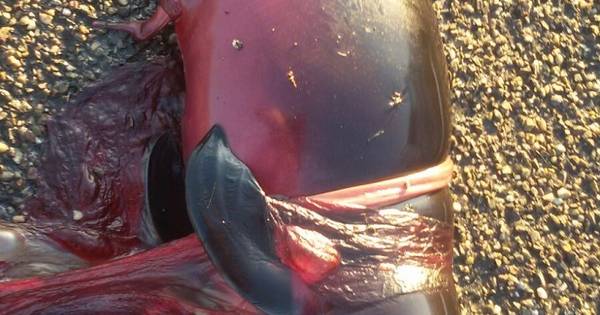 Bruinvis ongenadig mishandeld in Sexbierum | Home - AD.nl