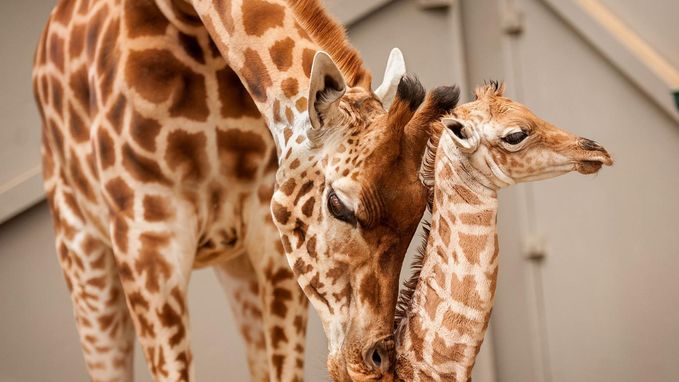 Zoo- en Planckendaelbewoners schitteren op eigen Youtube-kanaal: "Dieren en Youtube zijn een match made in heaven"