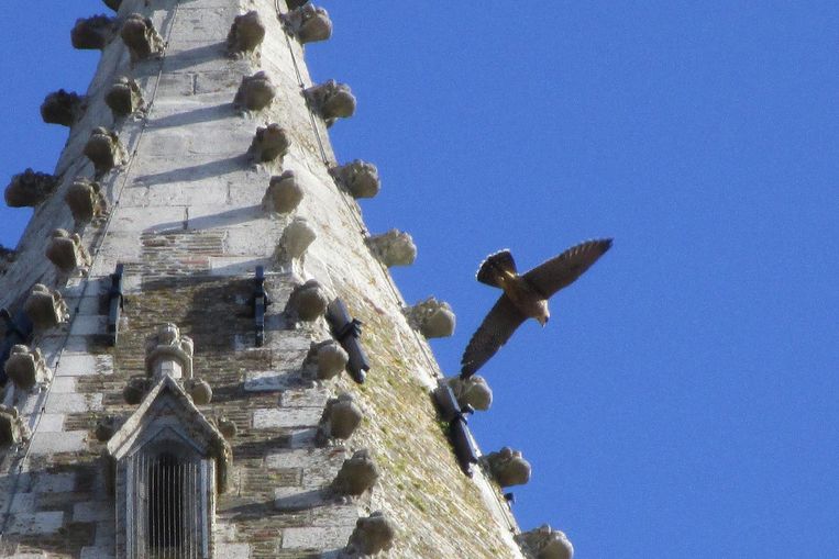 Wellicht gaat het over de slechtvalk die in de Sint-Maartenskathedraal huisde.