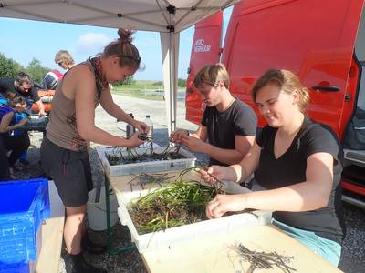 Zeegras herstellen vanaf camping in Zonnemaire