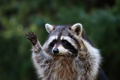 Wasbeer rukt op in Limburg: 'afschieten enige optie'