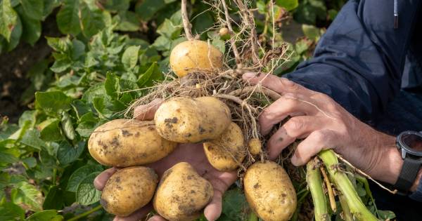 Afrika schilt steeds meer Zeeuwse aardappelen en passeert Duitsland - AD.nl