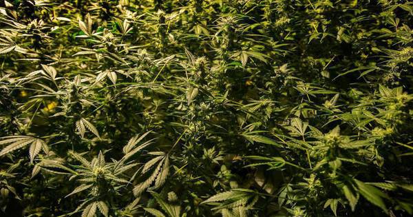 Ruim 800 hennepplanten in woning Standdaarbuiten: vrouwen (16,19, 56) en man (61) opgepakt