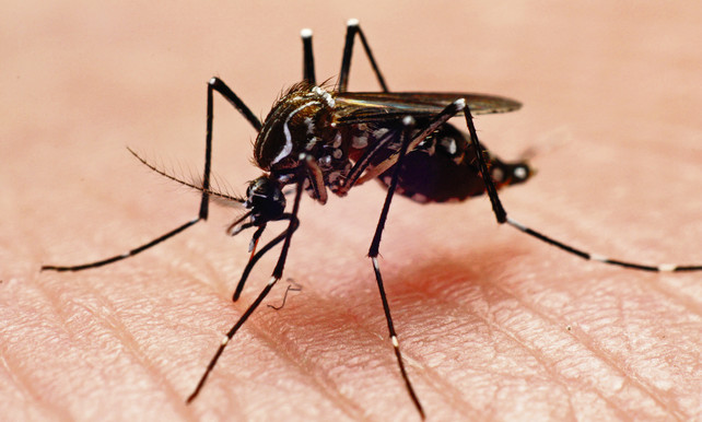 Het dengue-virus wordt overgebracht door muggen. ©Getty Images