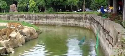 Doodsbange hond gered uit klauwen tijgers in dierentuin China