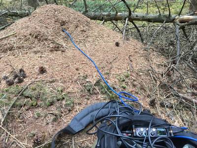 In Diepenheim hoor je het maïs groeien