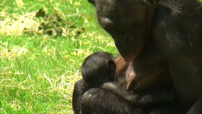 Zeldzame bonobo komt ter wereld in dierentuin in Mechelen