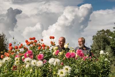 NK dahliakweken bij Wendezoele in Delden